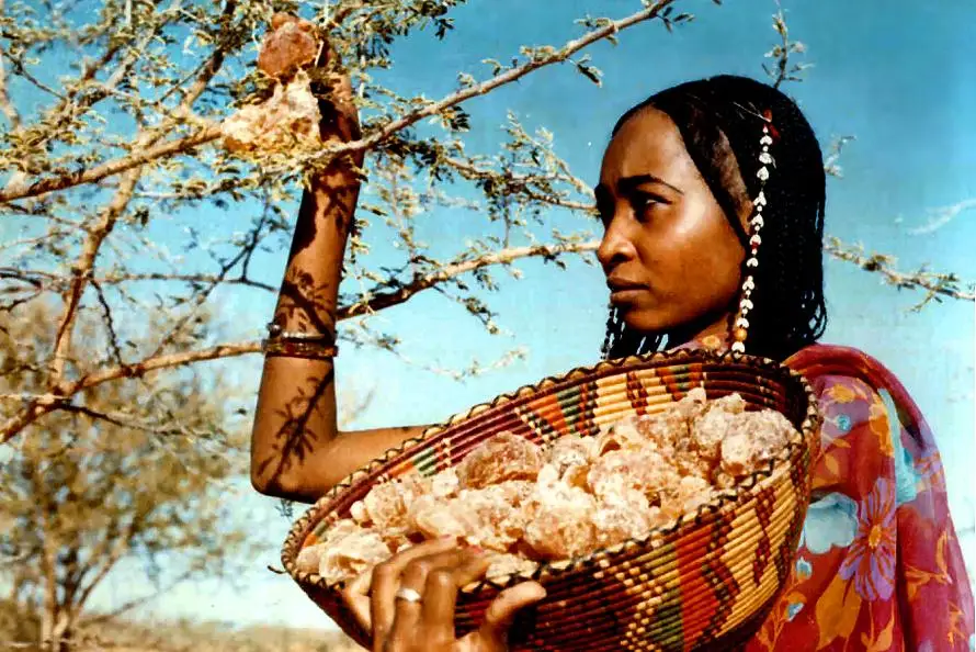 gum arabic food additives