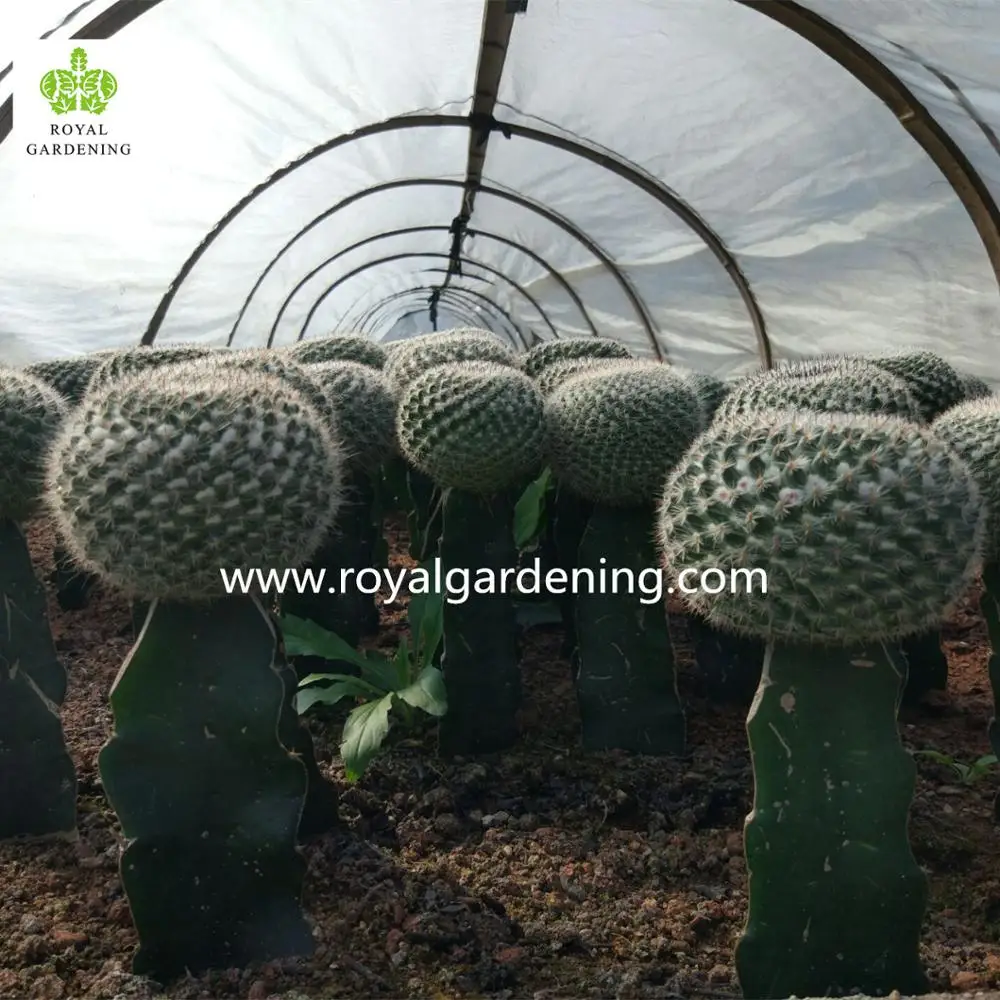 
Cactus grafted indoor plants 