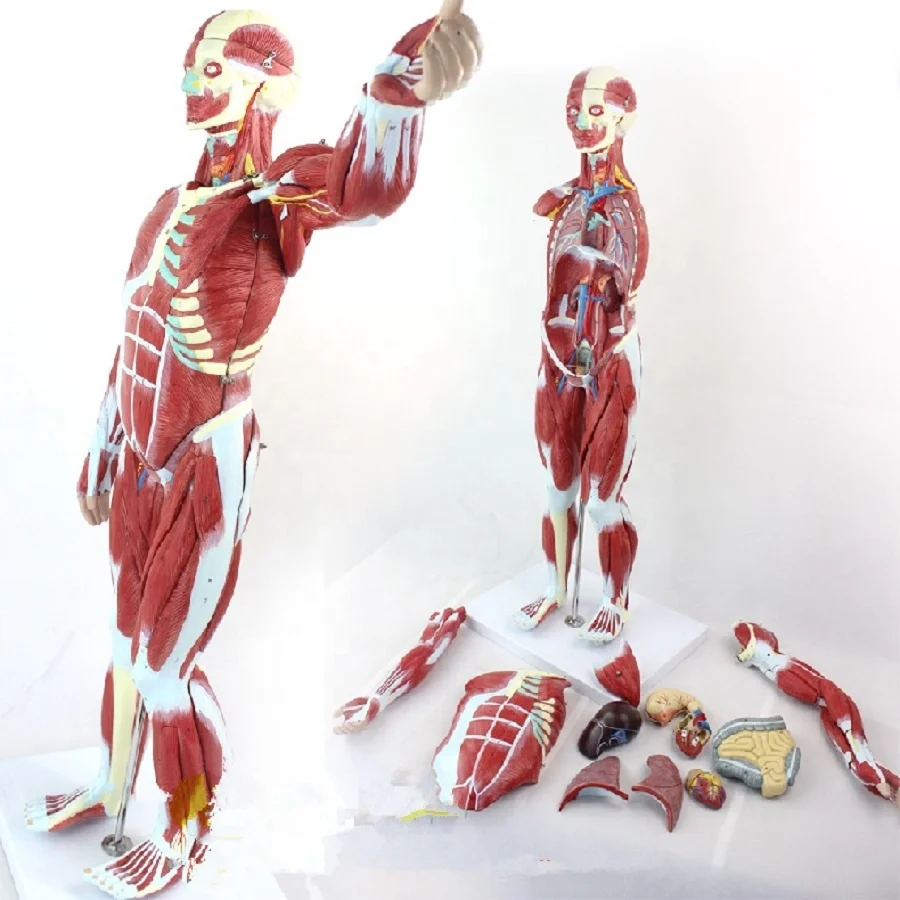 Human Muscles of Male Anatomical Model