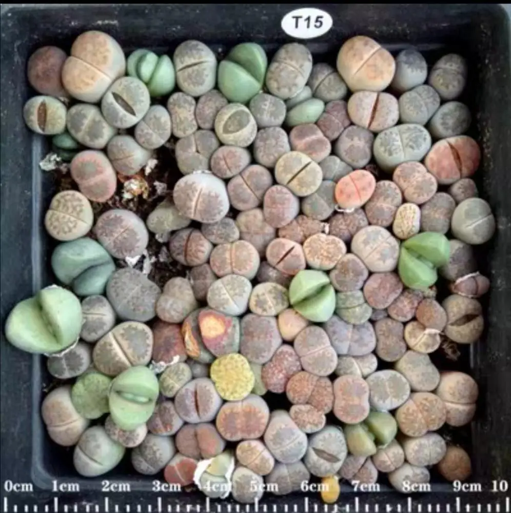 Indoor plant perennial nature product Succulent plants Lithops seeds