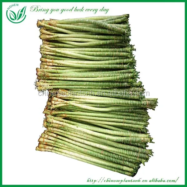 Dracaena lotus bamboo plants for sale