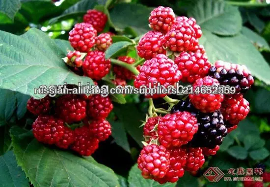 100% высокое качество из китайских продуктов: замороженная IQF малина