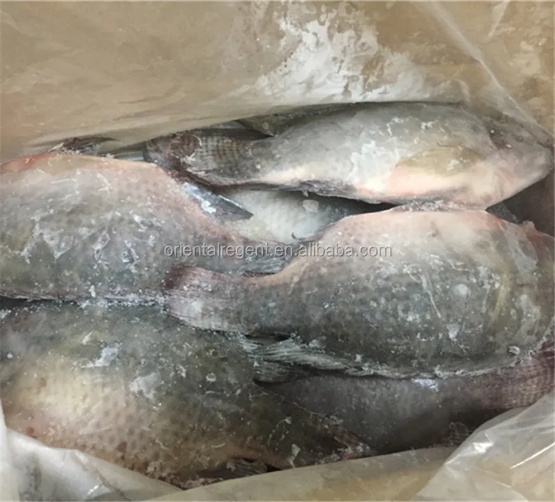 
African wholesale frozen 500-800g fish 