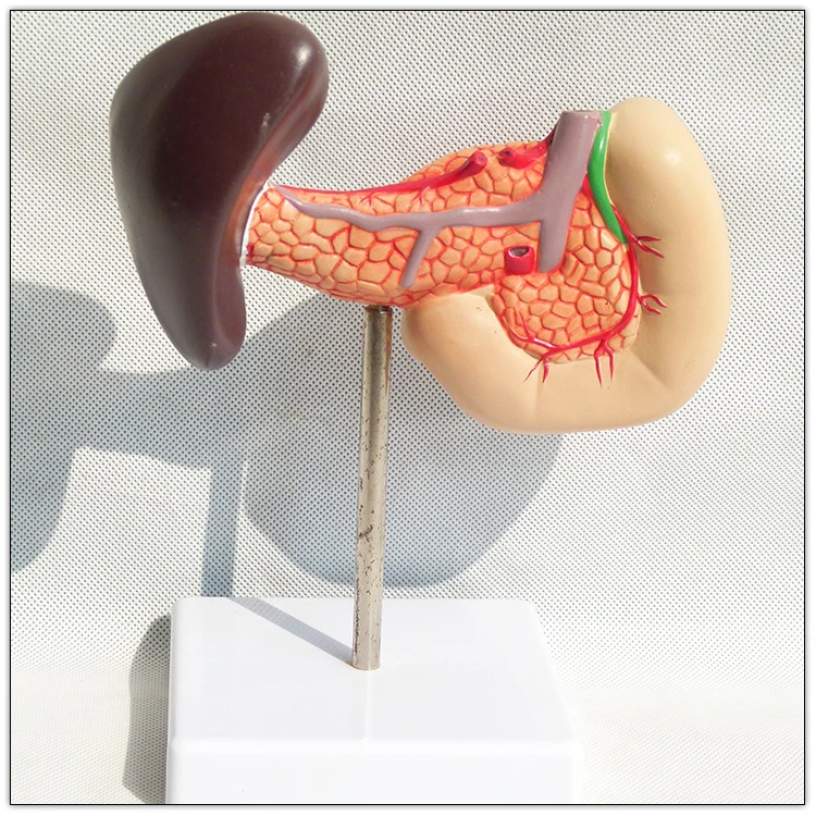 Hot selling Plastic Human pancreas spleen and duodenum anatomy model