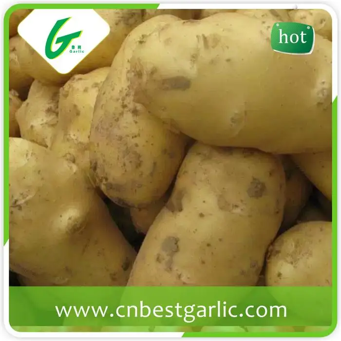Горячие продажи свежего картофеля импортеров в дубае с низкой ценой