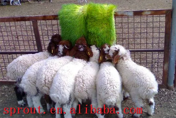 2019 New Type hydroponic fodder alfalfa equipment for animal feed