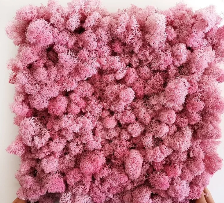 wholesale hot sale preserved dried sheet moss stabilized