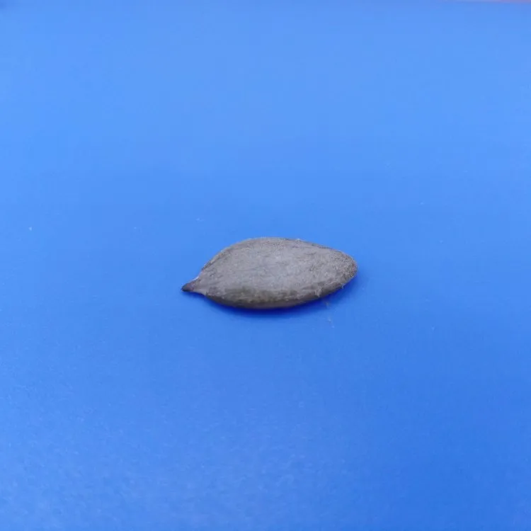 For Europe market Chinese white pumpkin seeds