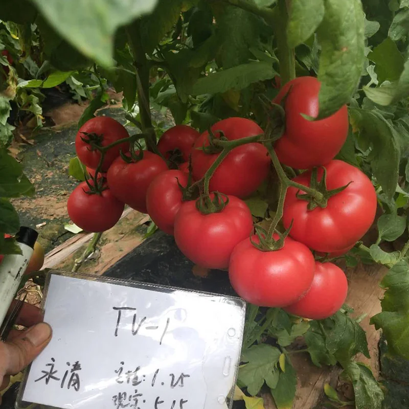 High Resistance High Yield  Tomato Seeds Red Tomato Seeds