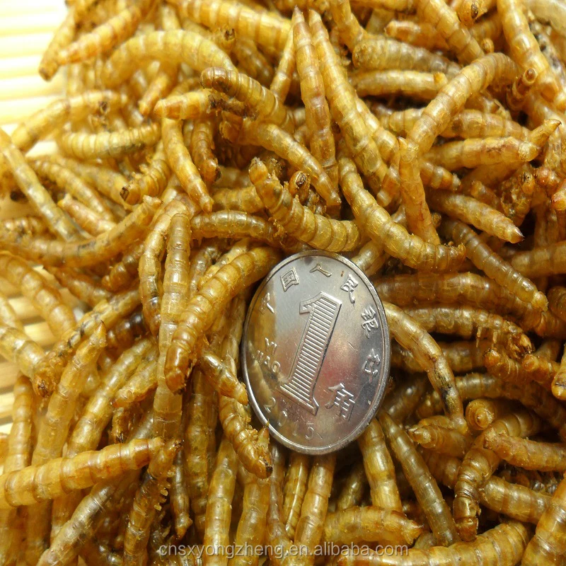 Bird Organic Food For Sale Dried Mealworms