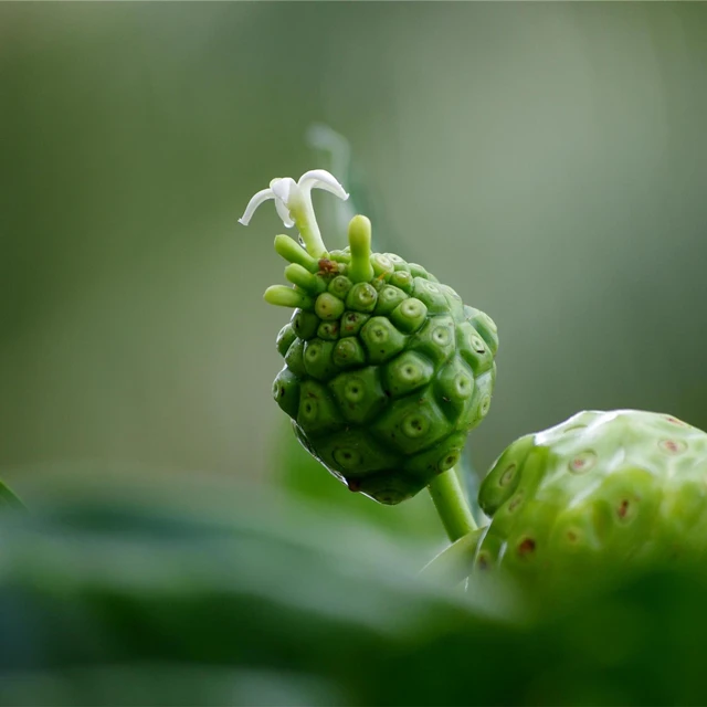 
Natural Noni Powder Price Noni Prices Noni Fruit Extract Bulk 