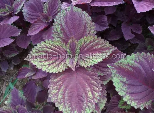 Clary Sage Extract Sclareolide 95% 98% GC | Salvia Sclarea Plant Extract