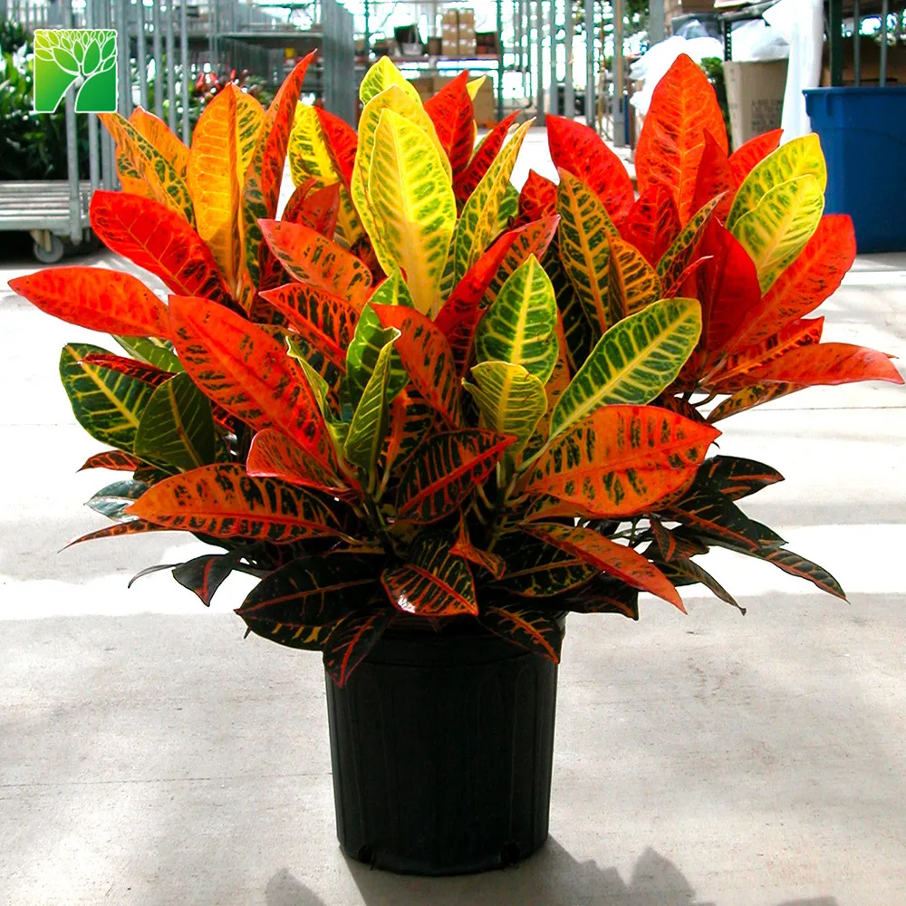 
 Средняя вода, высота 3-6 футов, натуральная Листва растений, садовый Кротон Codiaeum variegatum  