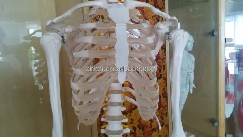 Пластиковый человеческий скелет 170 см и 66 дюймов