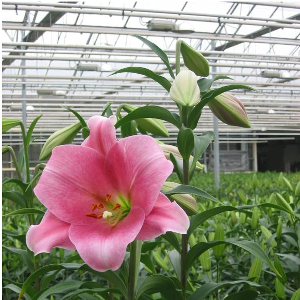 2021 Touchhealthy Supply Export lily bulb for sales in China