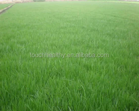 
2021 perennial ryegrass seeds forage seeds grass seeds Soil is not strictly required 