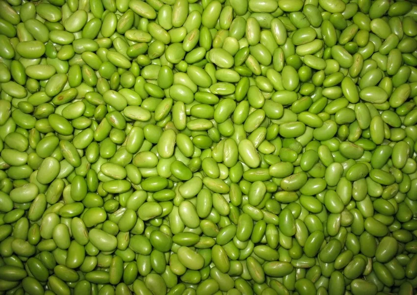 Supply BRC Certified IQF Frozen Vegetable Edamame Good Quality Hot Sale