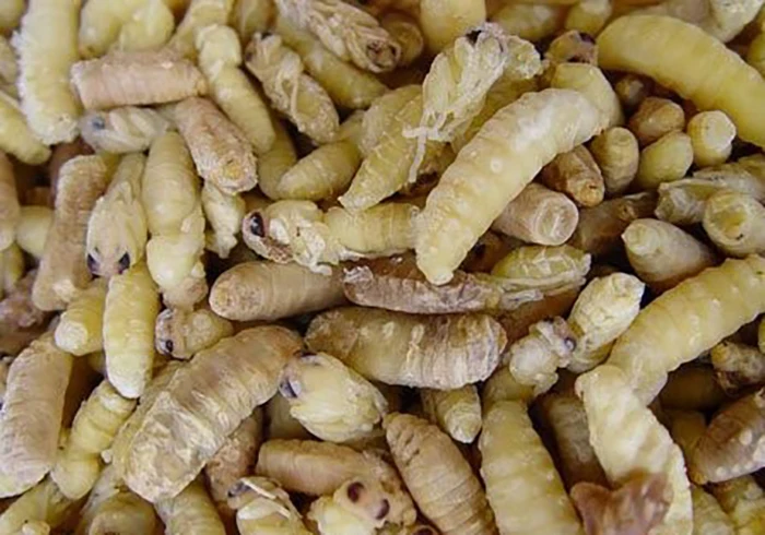 
Wasp Pupa Frozen Food Pet Food 