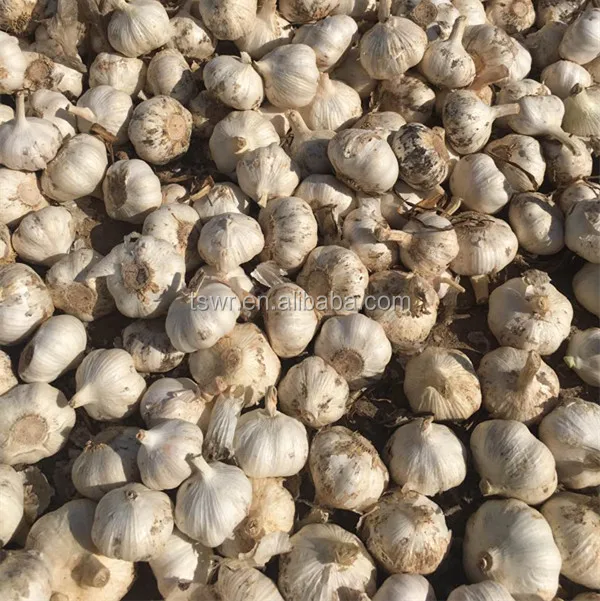 Fresh normal white garlic on sale China garlic price dried garlic
