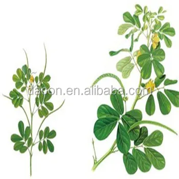 
supply cassia seed extract powder 