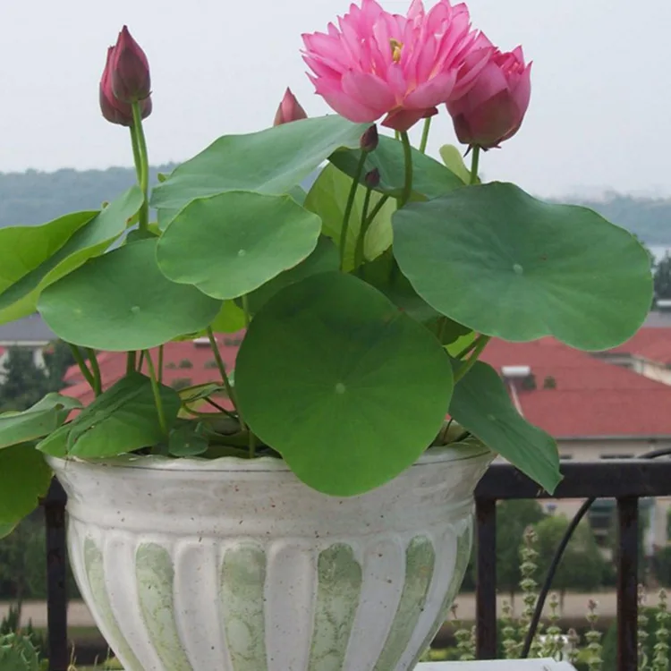 Высококачественные семена цветов лотоса, семена водяной лилии для выращивания и продажи