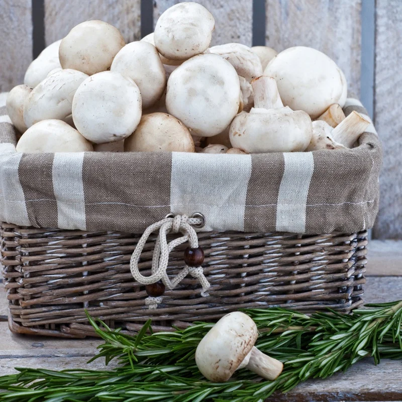 
Zhangzhou SO2 preserved champignon 