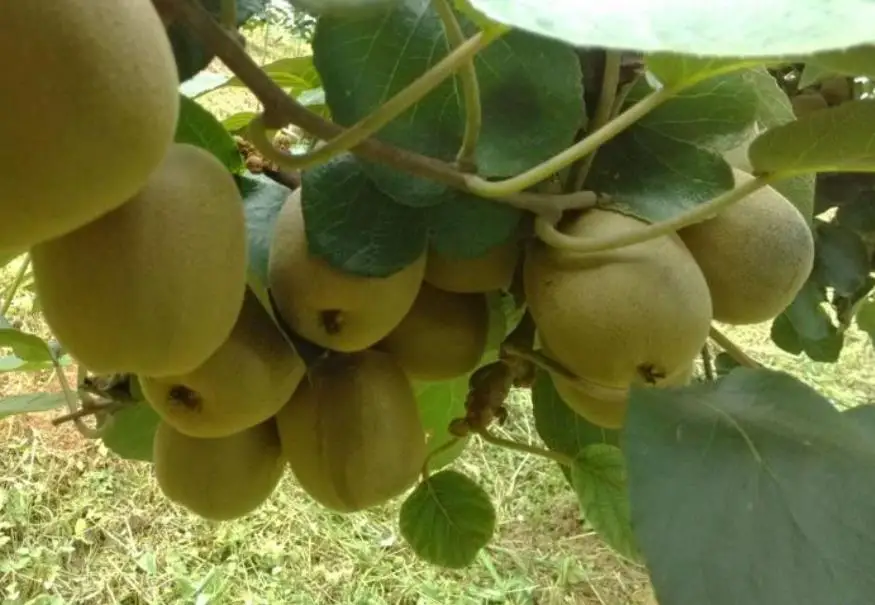 500g Top quality high yield red meat Kiwi Fruit Seeds for food