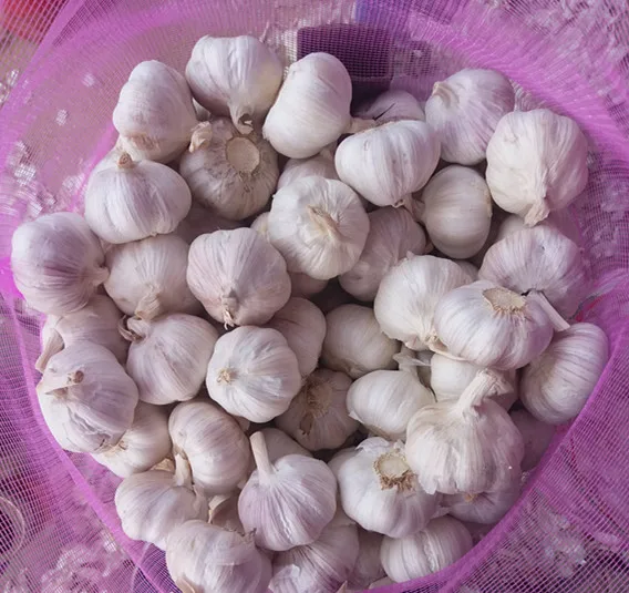 Bull Wholesale ZLM Brand Fresh Garlic For Sale