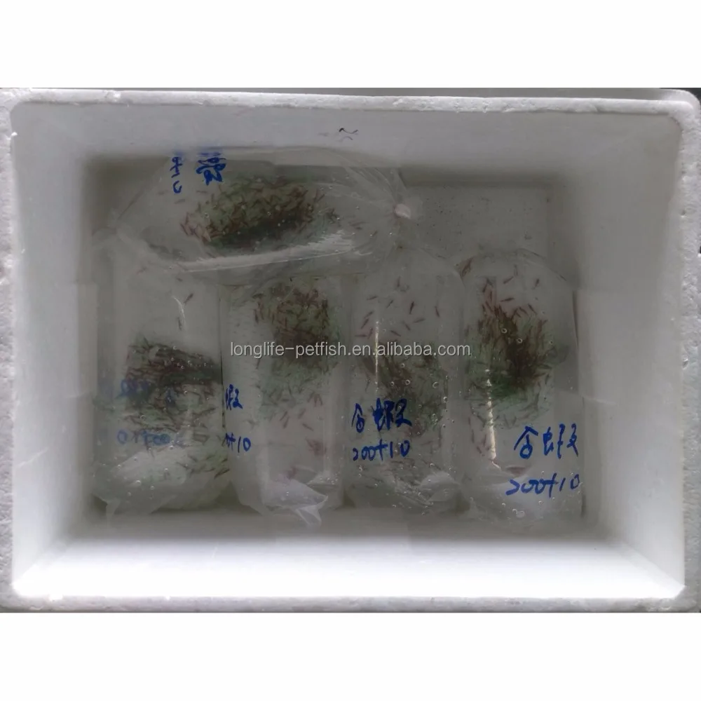 
Live Tropical Neocaridina Sunkist Shrimp 