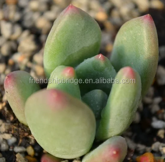 Pachyphytum Dr Cornelius bonsai