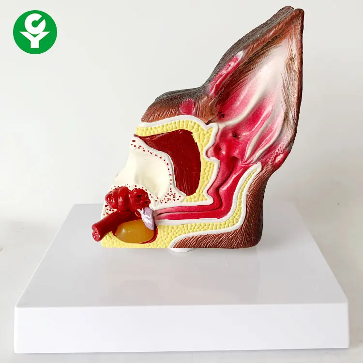 Animal health care Dog ear anatomical model