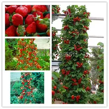 00 500 PCS / bag Red Climbing Strawberry Seeds Fruit Seeds For Home & Garden DIY Indoor rare seeds for bonsai Free Shipping