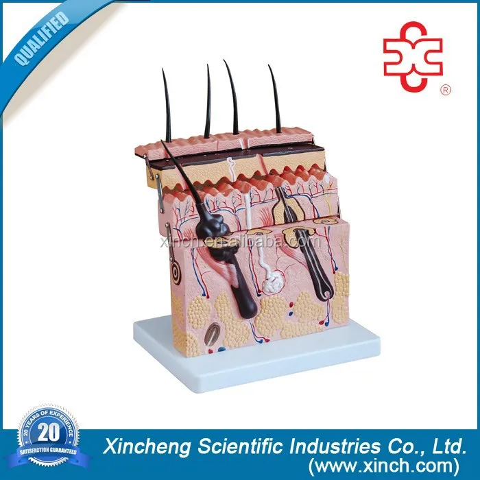 Кожи модель по раздел