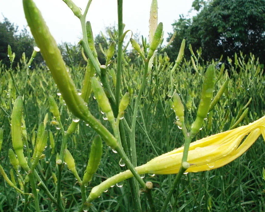 High Germination Rate Hemerocallis citrina Baroni Seeds, Day lily Seeds for growing