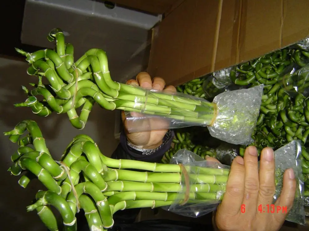 dracaena sanderiana straight lucky bamboo