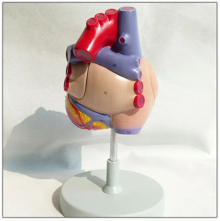 Модель анатомического человеческого сердца Visceral, модель 2 раза в натуральную величину, 3 части, модель образовательного органа сердца