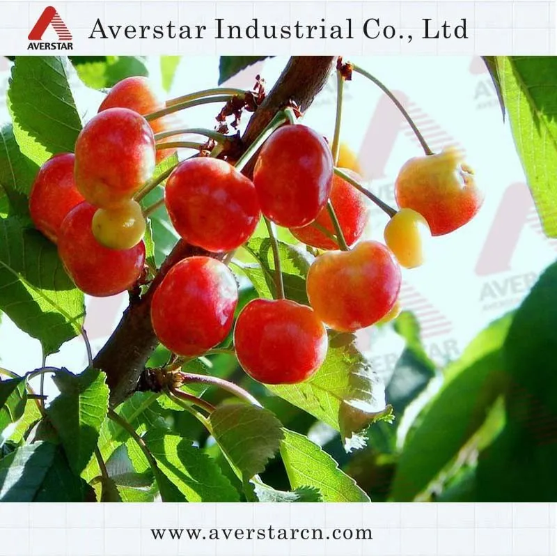 Карбендазим 50% wp, 50% sc фунгицид, cas no. 10605-21-7