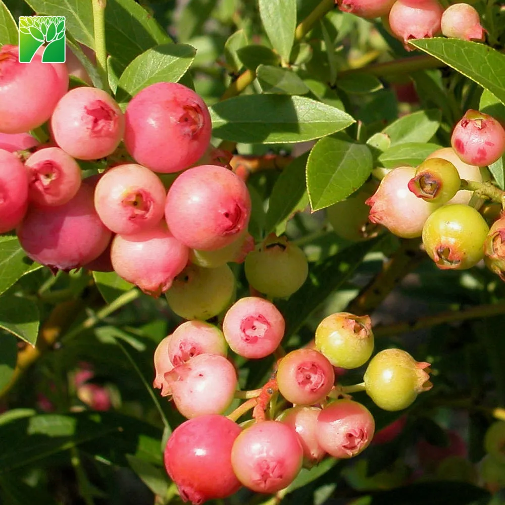 
 Распродажа, розовые саженцы для попкорна с черникой  