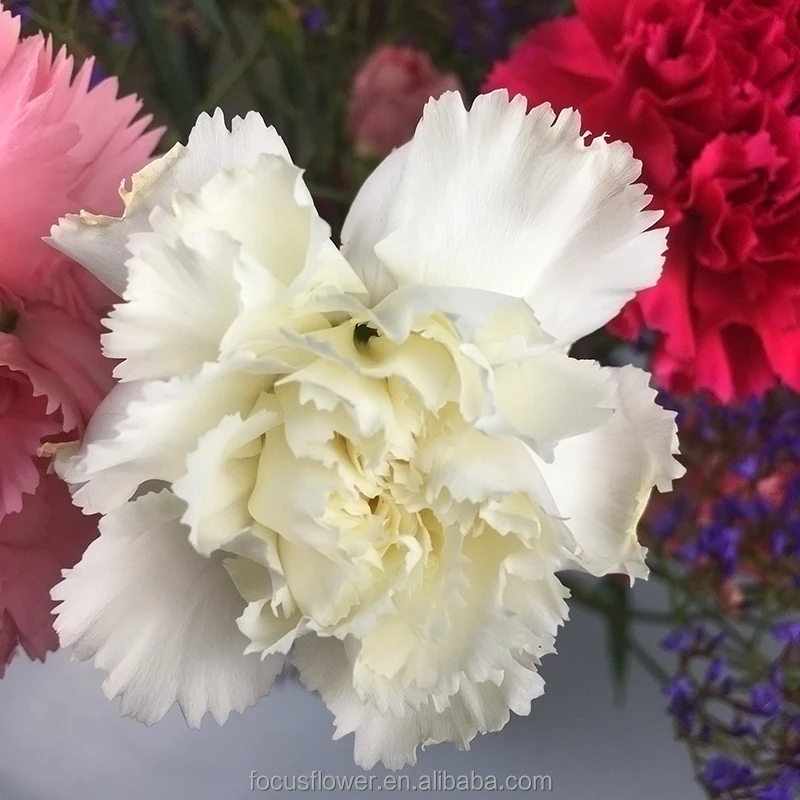 Композиция с натуральными фиолетовыми гвоздиками и белыми цветами на День святого Валентина