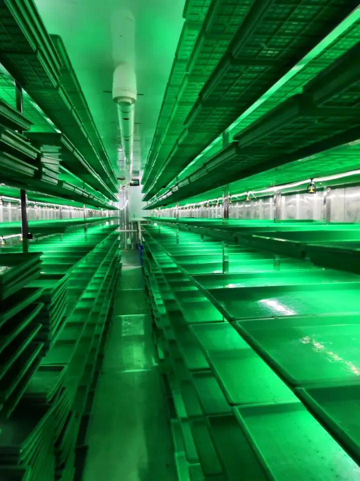 Container Type hydroponic barley fodder growing system/grass seeds planting machine for rabbit