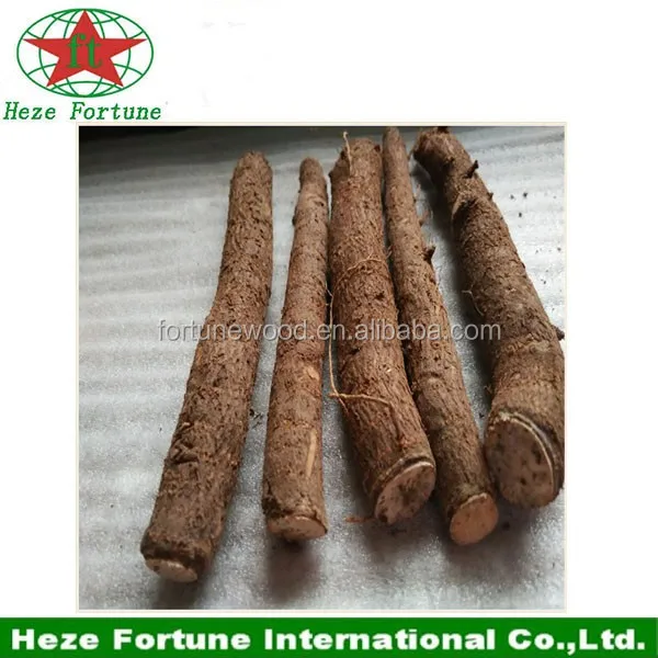 paulownia hybrid 9501 root paulownia planting