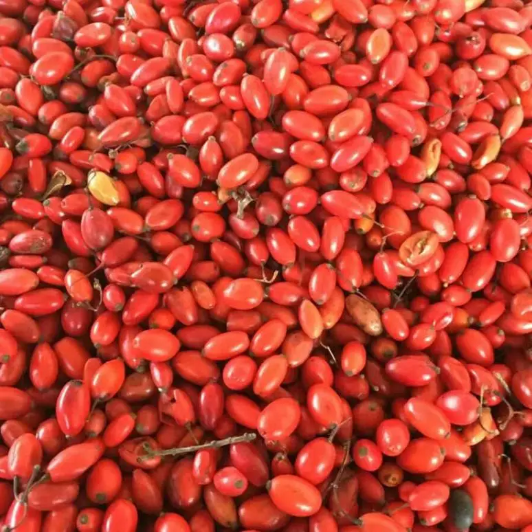  1 кг семена Berberis thunbergii var atropurpurea chenко для