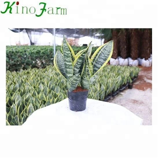 
Оптовая продажа маленьких комнатных змеиных растений Sansevieria 