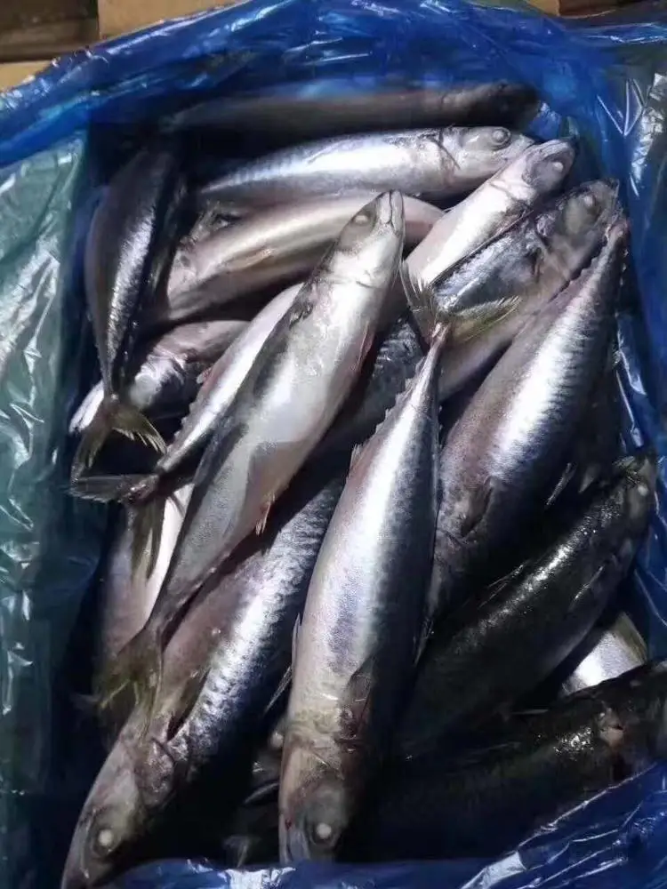 Seafrozen Pacific Mackerel Fish Price 300-500