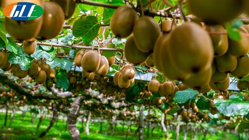 Chinese Bulk Dried Kiwifruit organic Air Dried Kiwi fruit  Hot Selling