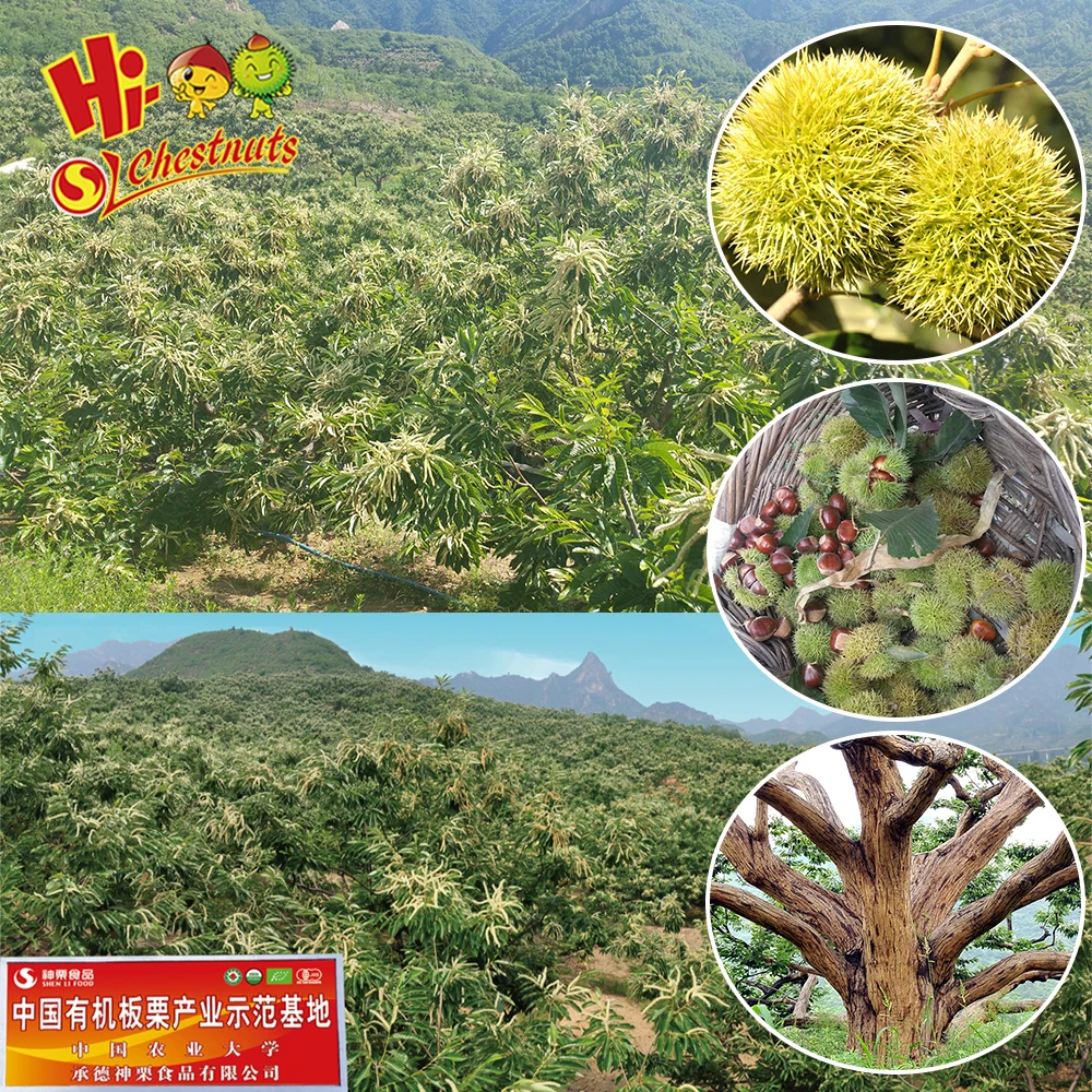 cheap price beijing roasted peeled chestnut snacks