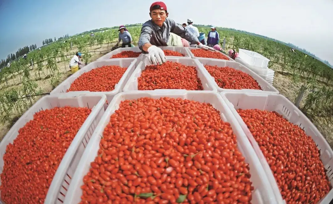 
GMP 100% certified organic dried red goji fruit berry 