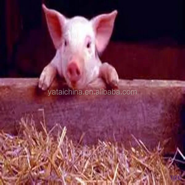 pig feed low price animal feed