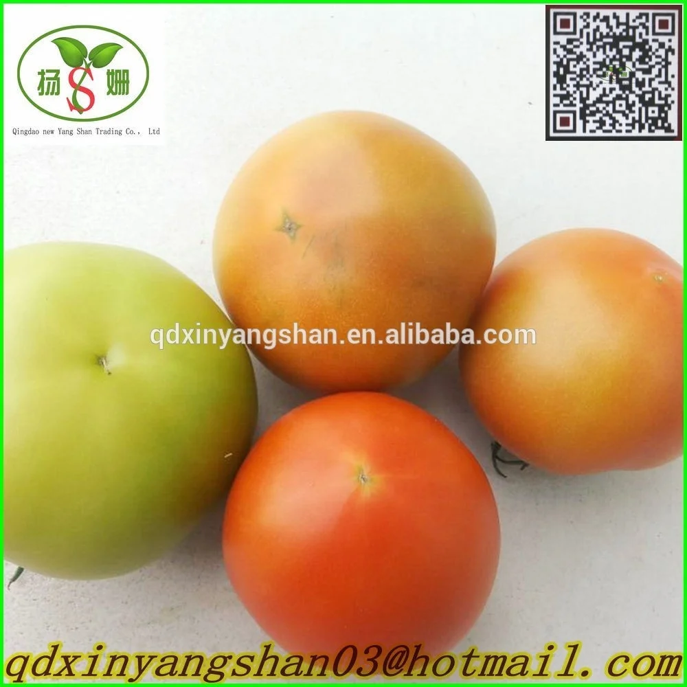  Fresh Tomato Export from