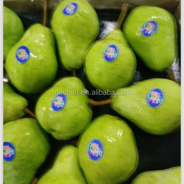 
Year 2021 New Season Packham Pears 